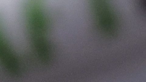 Isaac "Pitbull" Cruz eufórico tras lograr la mejor victoria de su carrera en el boxeo y convertirse en campeón del mundo.