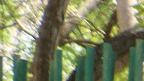 ONG alerta de que tres de cada 10 migrantes en la frontera sur de México tienen sífilis