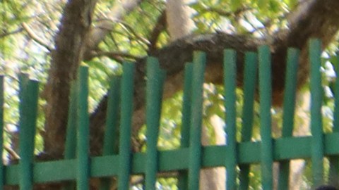 ONG alerta de que tres de cada 10 migrantes en la frontera sur de México tienen sífilis