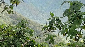 Tomás Morales Patrón