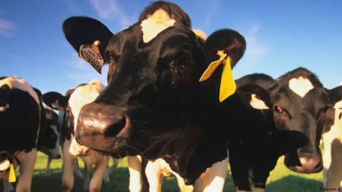 EE.UU. detecta gripe aviar muy contagiosa en vacas de Texas