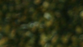 Geraldine Bazán | Foto: Mezcalent