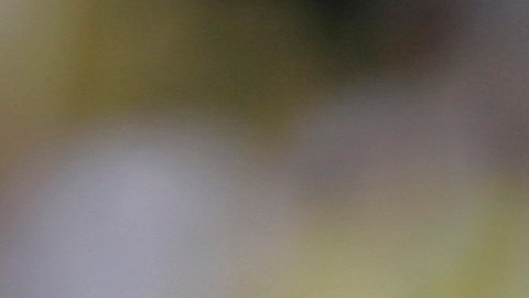 Brazil's Olympic soccer player Robinho reacts during a friendly match against Rio de Janeiro's state soccer team in Volta Redonda, Brazil, Sunday, June 22, 2008. (AP Photo/Ricardo Moraes)