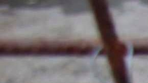 In this photo taken on Tuesday, Oct. 25, 2016, a stray dog peers from out of his cage at a dog shelter in Targu Frumos, a small town in the north east of Romania. There are hundreds of thousands of stray dogs in Romania, who are often abandoned and left to die in such shelters or on the streets. (AP Photo/Liliana Ciobanu)