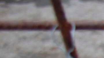 In this photo taken on Tuesday, Oct. 25, 2016, a stray dog peers from out of his cage at a dog shelter in Targu Frumos, a small town in the north east of Romania. There are hundreds of thousands of stray dogs in Romania, who are often abandoned and left to die in such shelters or on the streets. (AP Photo/Liliana Ciobanu)