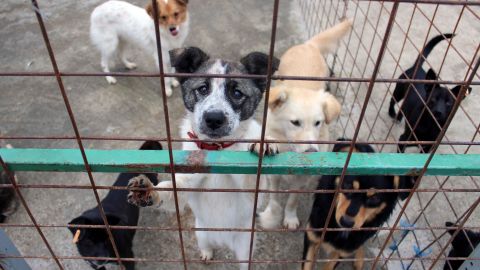 In this photo taken on Tuesday, Oct. 25, 2016, a stray dog peers from out of his cage at a dog shelter in Targu Frumos, a small town in the north east of Romania. There are hundreds of thousands of stray dogs in Romania, who are often abandoned and left to die in such shelters or on the streets. (AP Photo/Liliana Ciobanu)