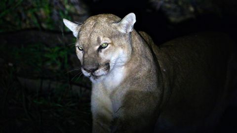 FILE - This May 7, 2015 file photo provided by the National Park Service shows adult male mountain lion taken with a remote camera who is now known as P-41. National Park Service biologists captured the mountain lion in the Verdugo Mountains a small range surrounded by suburbs north of downtown Los Angeles on May 7, marking the first time a large carnivore has been studied in that small and isolated mountain range. The National Park Service says the 10-year-old male dubbed P-41 was found dead Wednesday, Oct. 4, 2017, on the edge of the Verdugo Mountains, a small range surrounded by urban sprawl. (National Park Service, via AP,File)