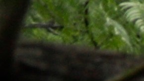 Administración de Biden pide a la Corte Suprema que impida que Texas arreste a inmigrantes bajo la ley SB4