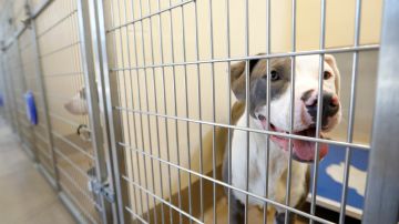 In this Wednesday, Aug. 27, 2019 photo, a dog is seen in the DeKalb County Animal Services shelter in Chamblee, Ga, about 13 miles (21 kilometers) northeast of Atlanta. LifeLine Animal Project in Atlanta manages a Pets for Life program that provides free services to pet owners in need. Officials say the program helps keep animals in their homes and out of the shelters, reducing shelter overcrowding. (AP Photo/Andrea Smith)