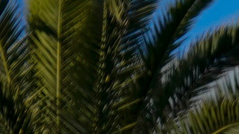 Shoppers wearing face masks walk past a Christmas tree at The Pike Outlets Saturday, Dec 26, 2020, in Long Beach, Calif. (AP Photo/Ashley Landis)