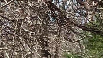 Niño de 12 años es arrestado por amenaza de tiroteo en secundaria de Massachusetts