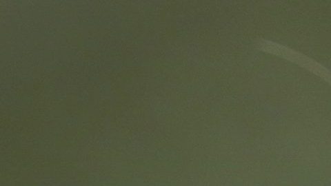 Plaga de ratas “asalta” bodega de narcóticos de la Policía de Nueva Orleans y devoran marihuana