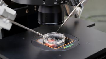 Embriones listos para extraer células de cada uno para probar su viabilidad en un laboratorio de fertilización in vitro.