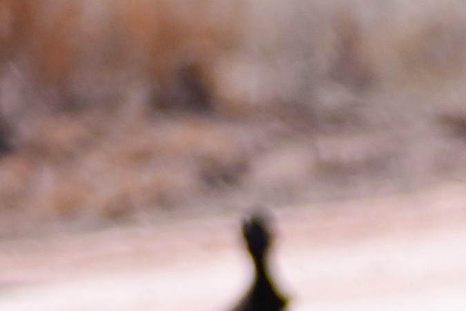 Incendios causan estragos en la industria ganadera de Texas: más de 3,600 reses han muerto