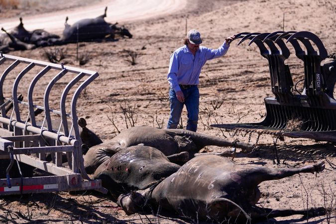 Incendios causan estragos en la industria ganadera de Texas: más de 3,600 reses han muerto