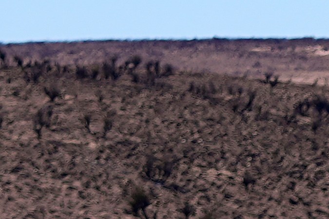 Incendios causan estragos en la industria ganadera de Texas: más de 3,600 reses han muerto