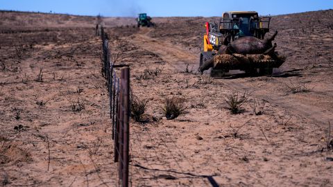 Incendios causan estragos en la industria ganadera de Texas: más de 3,600 reses han muerto