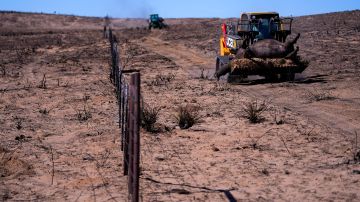 Incendios causan estragos en la industria ganadera de Texas: más de 3,600 reses han muerto