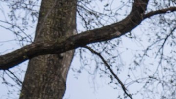 Defensores de TikTok pidieron al Congreso desechar ley en contra de la plataforma.