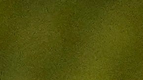 Los jugadores del Fenerbahce festejaron su victoria ante el Trabzonsport lo que desató la molestia de los aficionados del Trabzonsport.