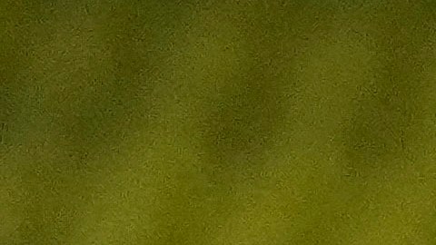 Los jugadores del Fenerbahce festejaron su victoria ante el Trabzonsport lo que desató la molestia de los aficionados del Trabzonsport.