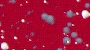 Carlos Sainz celebra su triunfo en el GP de Australia.