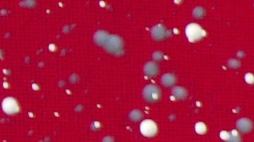 Carlos Sainz celebra su triunfo en el GP de Australia.