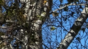 Visitors to the Sepulveda Basin Dog Park look at fallen a tree that was blown down by heavy winds in the Encino section of Los Angeles on Saturday, Jan. 24, 2015. A brief but powerful round of Santa Ana winds with gusts topping 60 mph toppled trees and power lines in Los Angeles. About 9,000 customers were without electricity in the San Fernando Valley Saturday morning. (AP Photo/Richard Vogel)