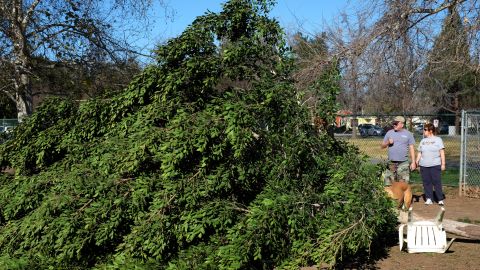 Visitors to the Sepulveda Basin Dog Park look at fallen a tree that was blown down by heavy winds in the Encino section of Los Angeles on Saturday, Jan. 24, 2015. A brief but powerful round of Santa Ana winds with gusts topping 60 mph toppled trees and power lines in Los Angeles. About 9,000 customers were without electricity in the San Fernando Valley Saturday morning. (AP Photo/Richard Vogel)