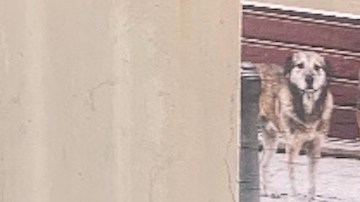 Un gato callejero en una estación de alimentación a media cuadra del refugio de Chesterfield Square/South LA, (Crédito PETA)