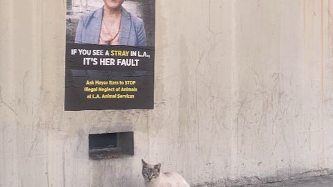 Un gato callejero en una estación de alimentación a media cuadra del refugio de Chesterfield Square/South LA, (Crédito PETA)