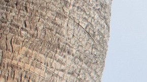 Los autobuses al Dodger Stadium salen desde Union Station y South Bay.