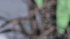 Ciudad de México a 9 de Marzo de 2024. Jonathan Rodríguez y , durante el partido correspondiente a la jornada 11 del torneo Clausura 2024 de la Liga BBVA MX categoría Sub 23 varonil, entre las Águilas del América y los Tigres de la U.A.N.L., realizado en las Instalaciones Club América Coapa. Foto: Imago7/Manlio Contreras