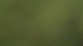 Rafa Márquez dirige en las inferiores del FC Barcelona.