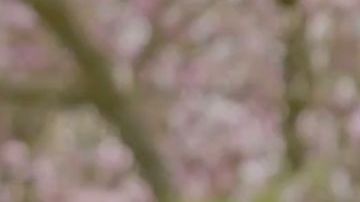 Kate Middleton anuncia que tiene cáncer y reaparece en cámara