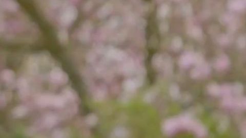 Kate Middleton anuncia que tiene cáncer y reaparece en cámara