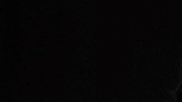 Donald Trump, exmandatario de la nación