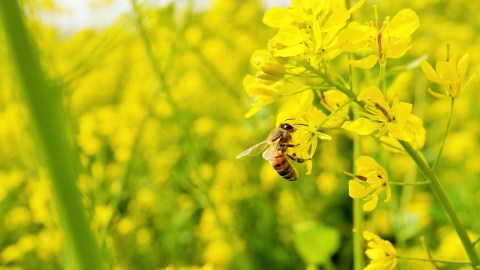 Las abejas pueden tener un significado espiritual.
