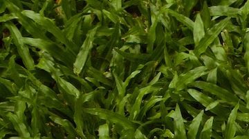 Dos cajas de Krispy Kreme en un exuberante jardín verde. La empresa anunció que comenzará a vender sus donas en McDonald’s.