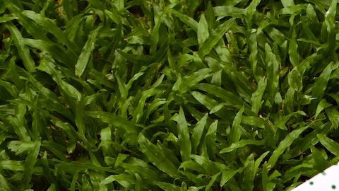 Dos cajas de Krispy Kreme en un exuberante jardín verde. La empresa anunció que comenzará a vender sus donas en McDonald’s.