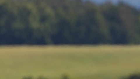 Una cabra en Minnesota da positivo por gripe aviar y es el primer caso en EE.UU.