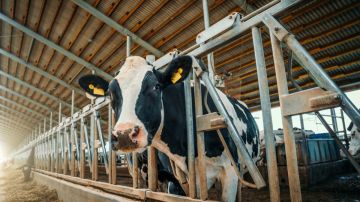 La leche de ganado enfermo dio positivo a gripe aviar en dos estados de EE.UU.