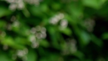 Por qué la temporada de polen comienza antes y cómo podría afectar a las alergias