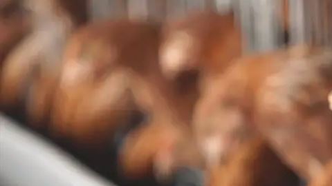 OMS: transmisión de gripe aviar es de "gran preocupación"