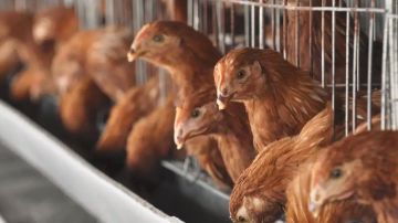 OMS: transmisión de gripe aviar es de "gran preocupación"