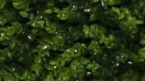 Elizabeth Gutiérrez y William Levy