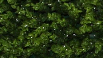 Elizabeth Gutiérrez y William Levy