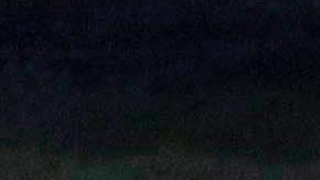 Peces sierra están dando vueltas hasta morir en Florida