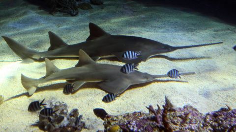 Peces sierra están dando vueltas hasta morir en Florida