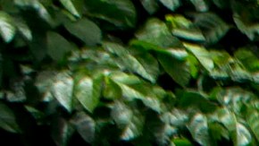 David Elías Campbell Licona, era uno de los líderes de la MS-13 en Honduras.